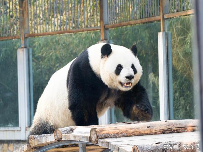 权威！口碑与靠谱兼具的优选清单J9国际网站2025十大旅行社(图6)