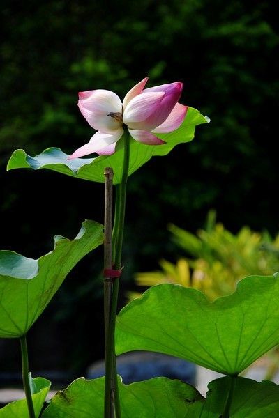 圳深度旅游5天时间行程攻略及省钱方案九游会网址是多少深圳深度旅游攻略去深(图7)